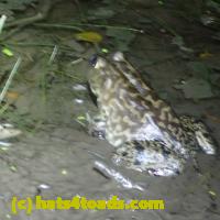 /home//u458753944/public_html/sourcegallery///Frogs/More bullfrogs/PB010794.JPG